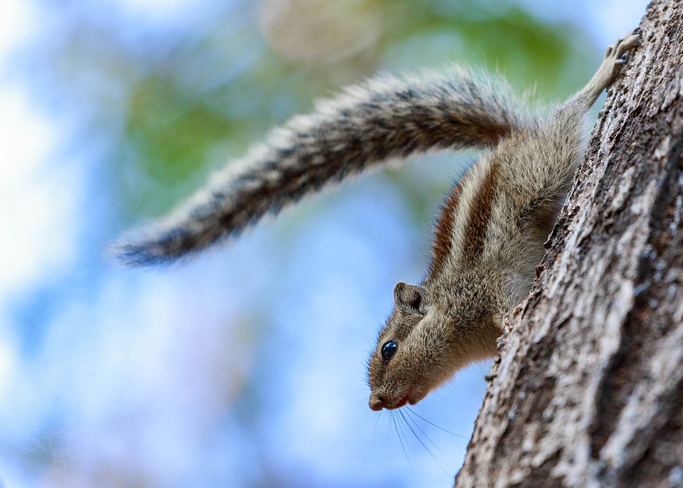 Eschenau: Mit Drei Sternen zur Vorreiterin in Katastrophen-Prävention