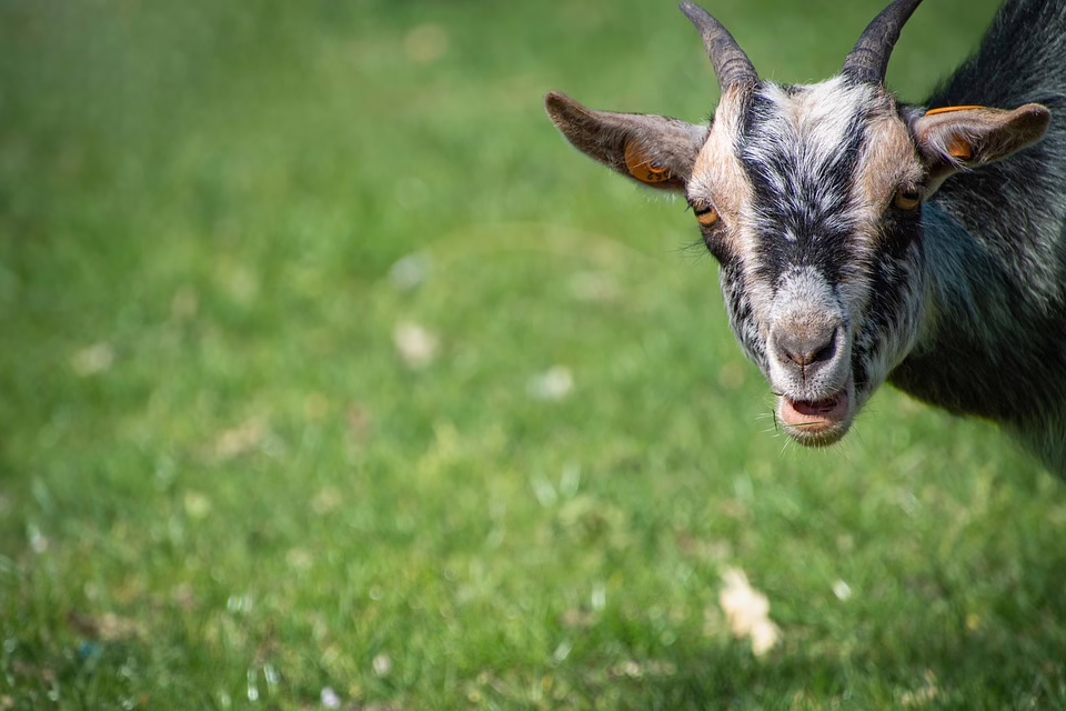 FREISTADT: Entdecken Sie den Krippenweg mit tierischem Suchspiel für Kinder!