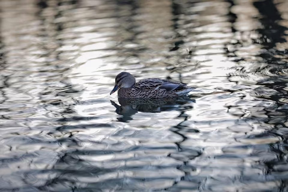 Fackelzug in Eferding: Gemeinsam gegen Gewalt an Frauen