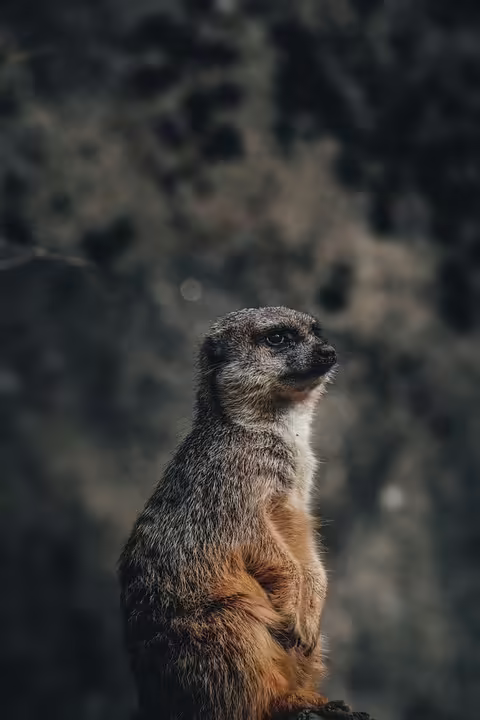 Fahndung nach Doppelmord: Polizei findet Tatfahrzeug im Wald