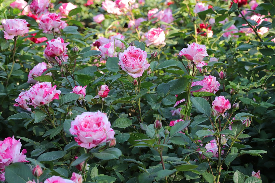 Farbenfrohe Weihnachtsfreude: Rollin Art erleuchtet Krems im MARIANDL