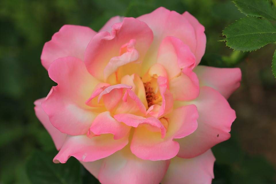 Faschingsball im Schloss Porcia: Neue Regentschaft stellten sich vor