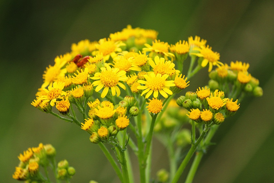Faschingsgilde St. Jakob: Aufblühen nach der Pandemie mit neuem Glanz
