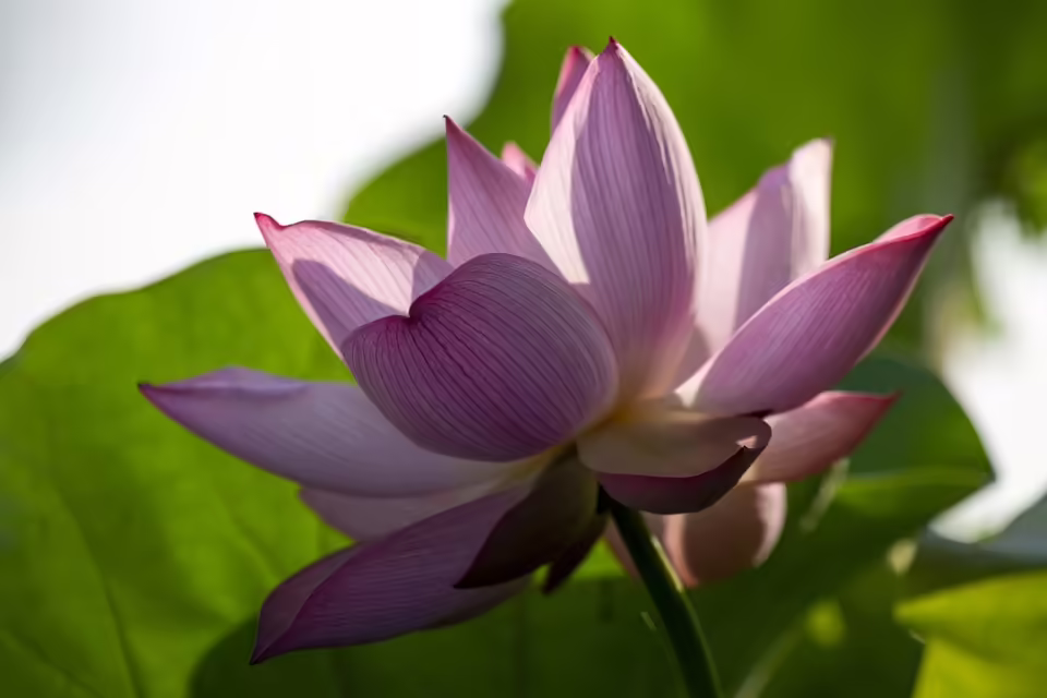 Faschingswecken in Klagenfurt: Waidmannsdorf läutet die fünfte Jahreszeit ein