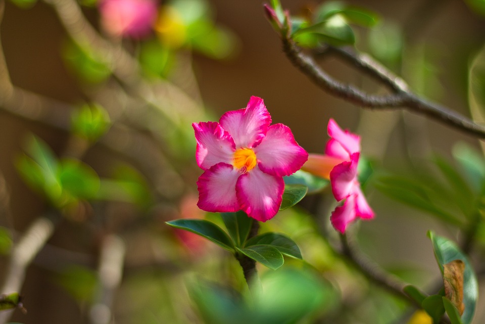 Faszinierende Lesung für Kinder: Warten auf das Christkind in Steyr