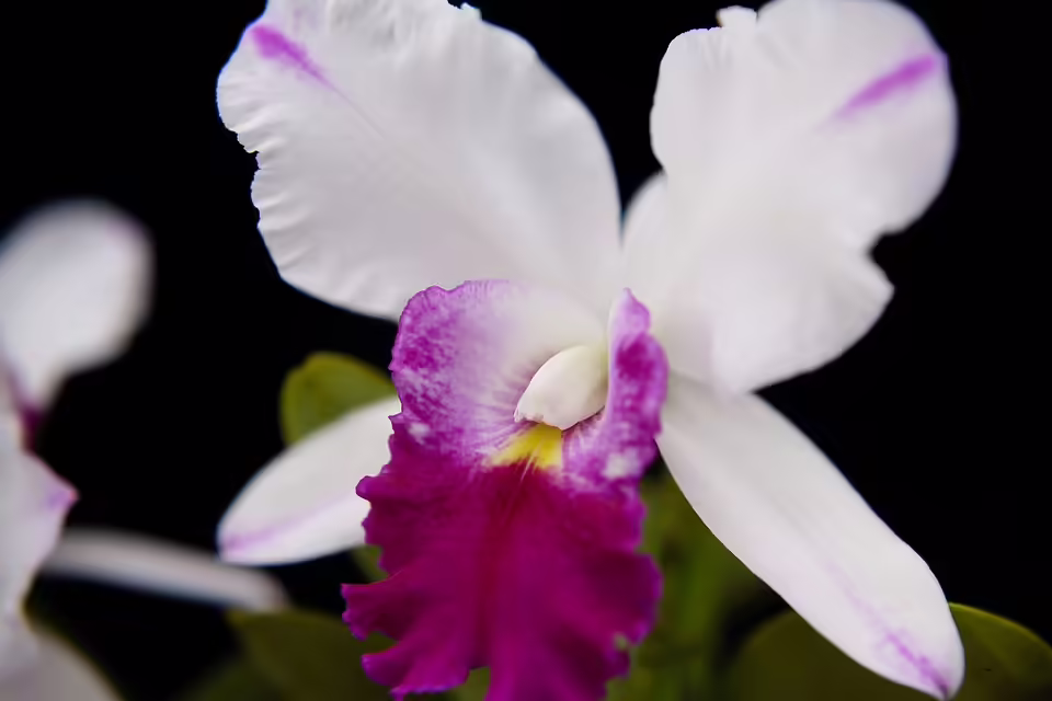 Faszinierende Perspektiven: Fotoclub Ort im Innkreis präsentiert Ausstellung