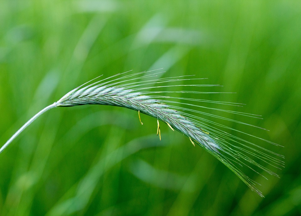 Fellnasenadvent in Velden: Der besondere Adventmarkt für Tierfreunde