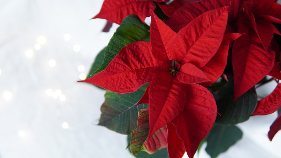 Festlicher Abschied: Erster Adventskirchtag in Villach am Standesamtsplatz