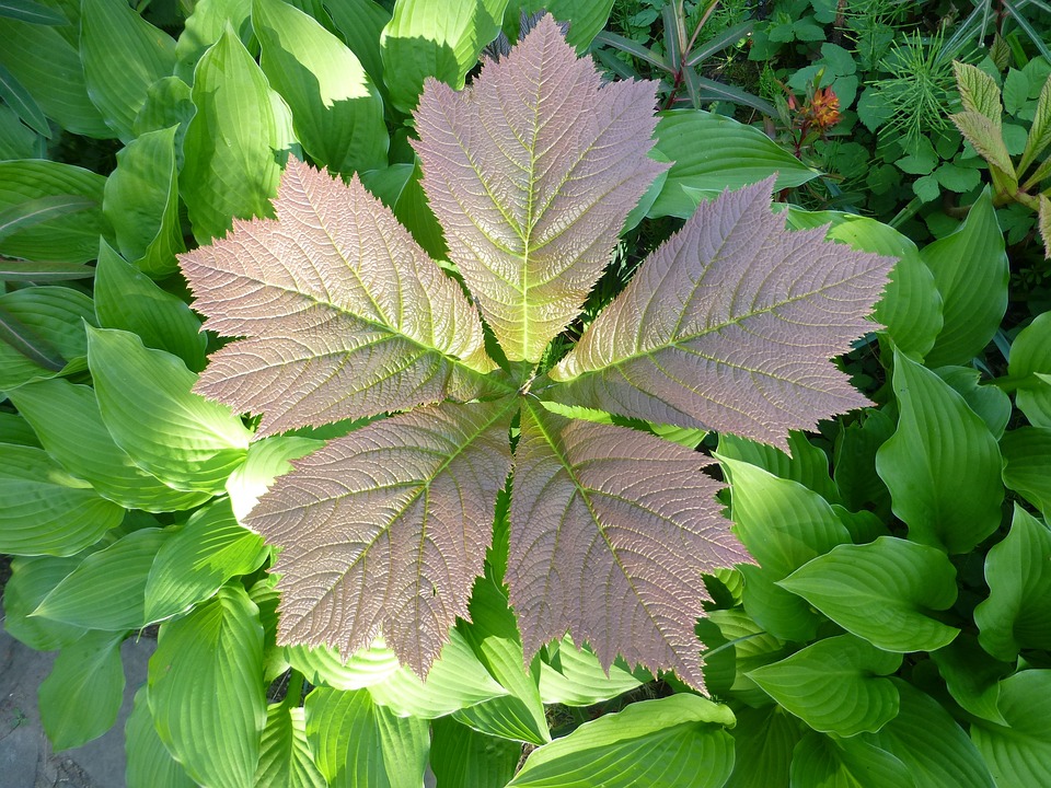 Feuerdrama in Floridsdorf: Fünf Autos bei Flammeninferno zerstört