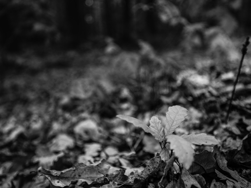 Flammeninferno in Floridsdorf: Verdächtiger nach Autoanzündungen gefasst