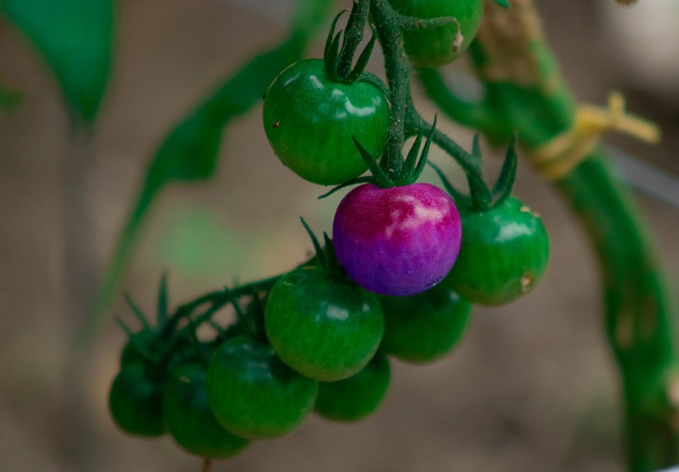 Fliegenpilz-Mythos: Ein einzigartiger Blick aus Neunkirchen