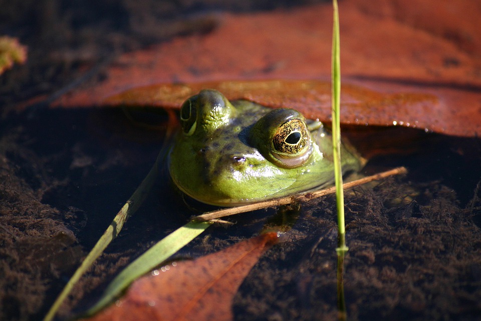 Floridsdorfer Schüler stärken mit engagierten Aktionen die Biodiversität