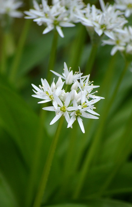 Forstunfall in Wald bei Stainz: Forstarbeiter verletzt