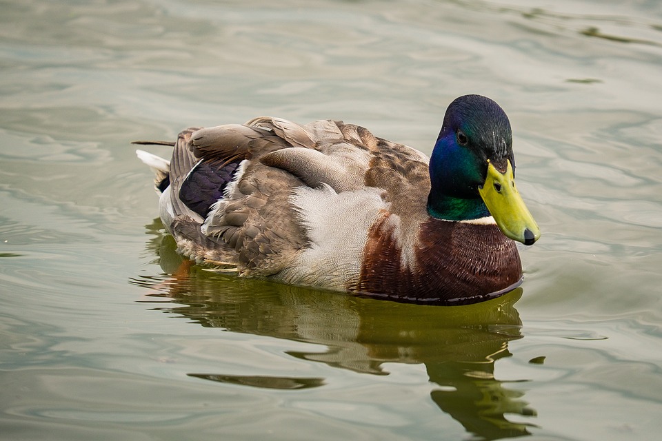 Gemeinsam für die Kinder: KAC-Fanclubs schenken unvergesslichen Abend