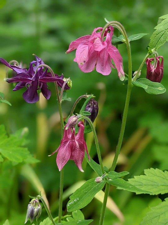 Gemeinsame Freude: 100 Krampusse erobern Taxenbachs Marktplatz!