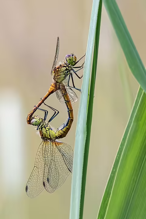 Gemeinsame Stimme der Ortsräte: Wichtige Projekte für St. Ingbert sichern