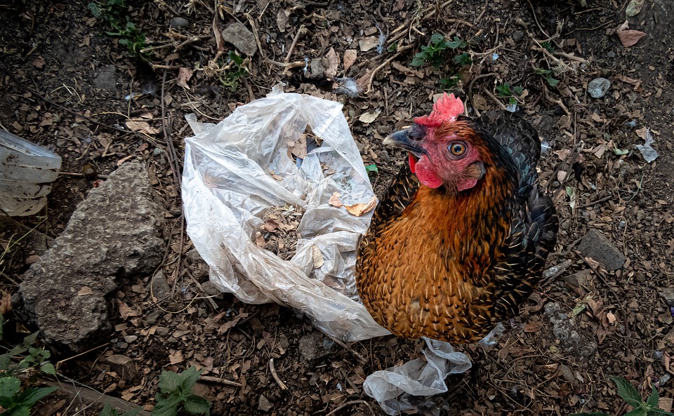 Gesundheit im Fokus: Tipps für ein Leben in Form von Rudolf Paumann