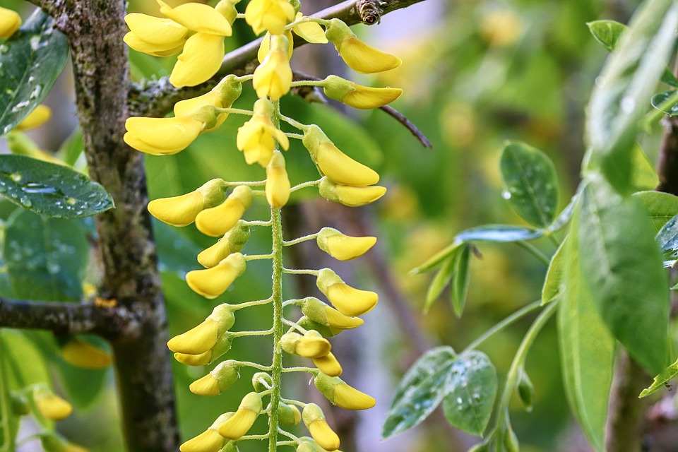 Goldrausch in Kempten: Julia Salcher glänzt für Osttirol