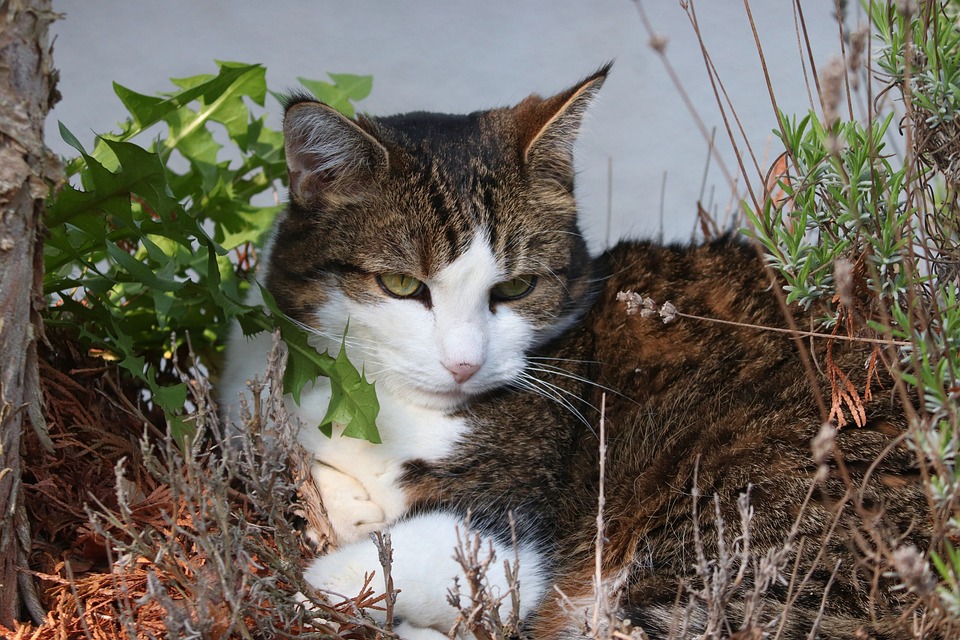 Goldschakal in der Steiermark: Eine heimliche Rückkehr der Tiere
