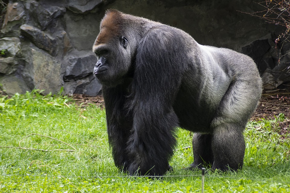 Gorilla im kanadischen Zoo gestorben nach Tür-Fehler eines Mitarbeiters