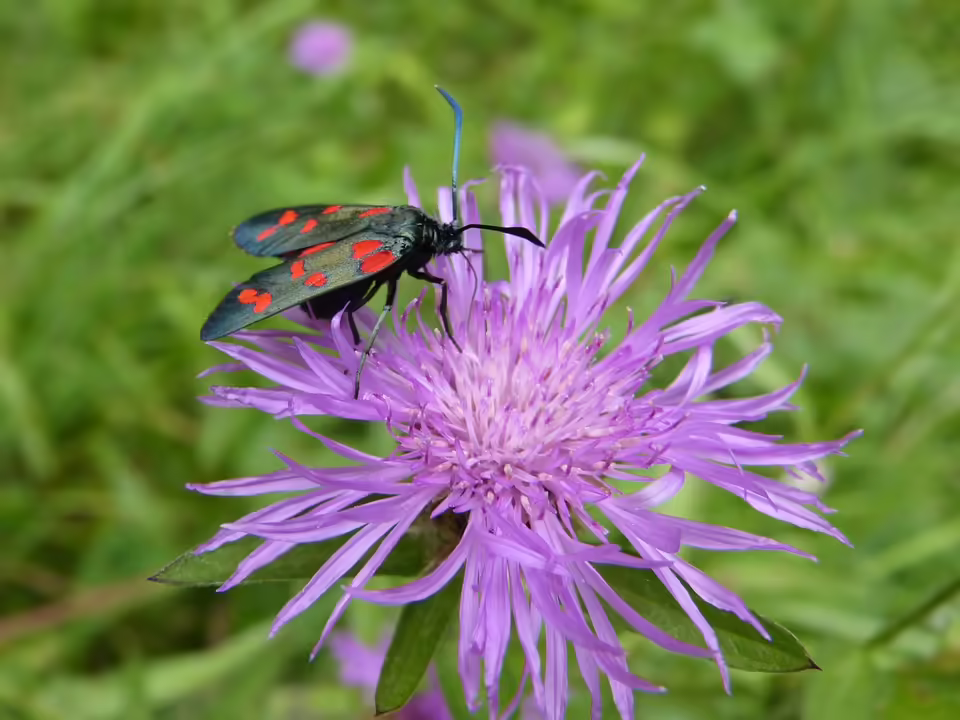 Großbrand in Kremsmünster: Sechs Feuerwehren im Großeinsatz
