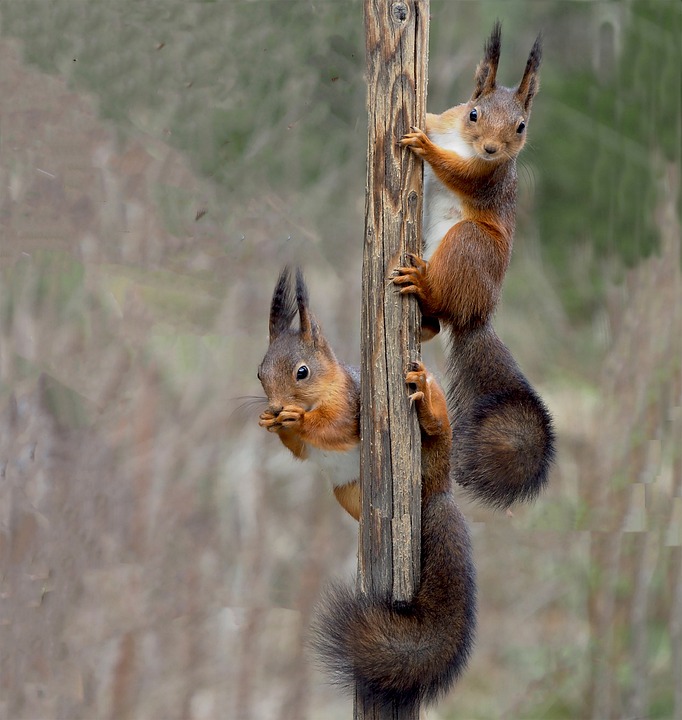 Hadres im Wandel: Eichhorn und Harrys Imbiss weichen neuem Eurospar