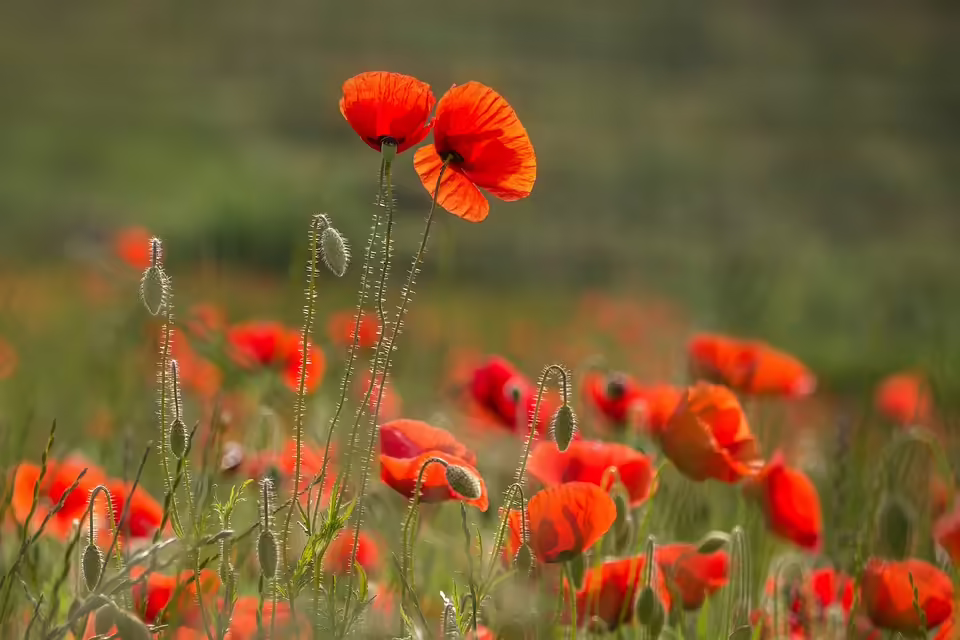 Haydns Schöpfung: Ein musikalisches Meisterwerk begeistert im Lindenhof
