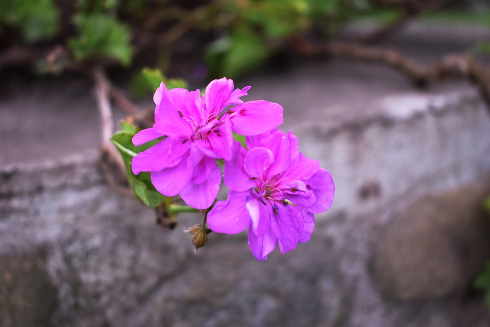Heftiger Unfall in Lützenkirchen: Fußgänger schwer verletzt