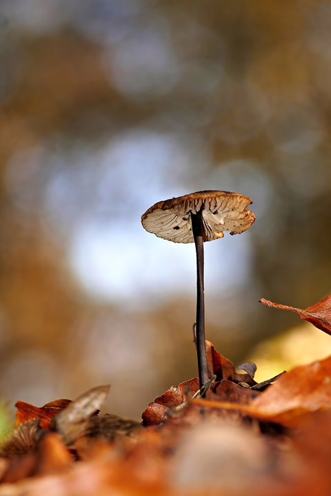 Heimatschatz entdeckt: Sachspende bereichert Sierninger Forscher