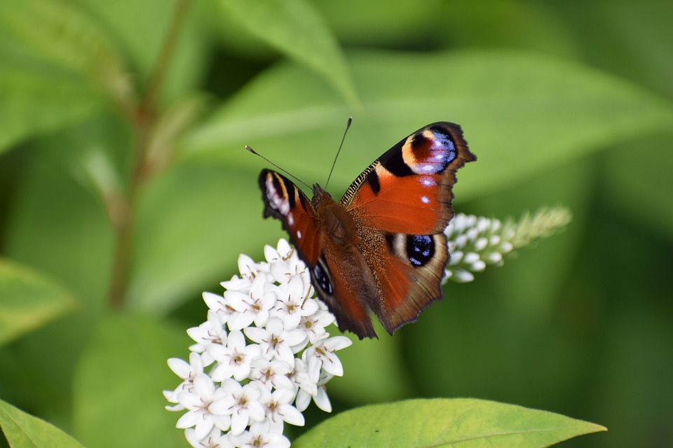 Herbert Krickl: Ehrenmedaille der Wirtschaftskammer NÖ überreicht