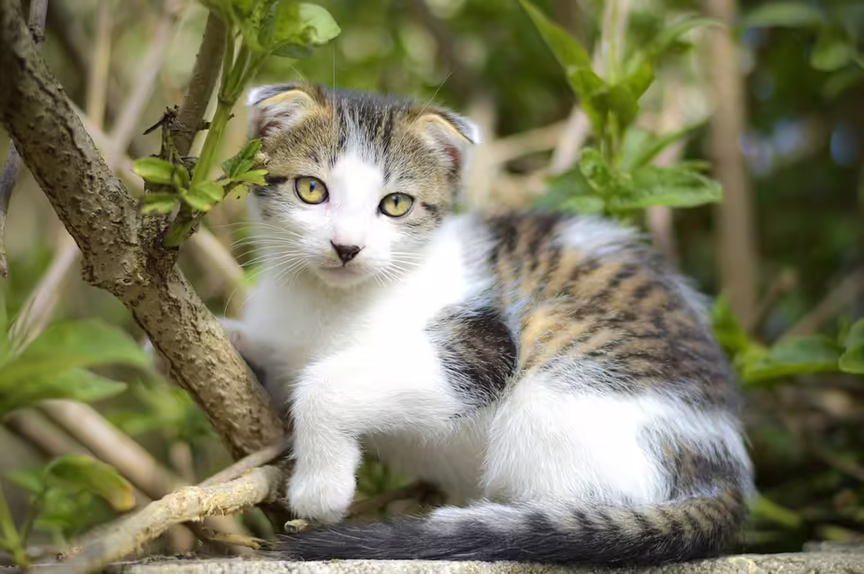 Herbstferien in Mattersburg: BVZBetreuung begeistert die kleinen Gäste