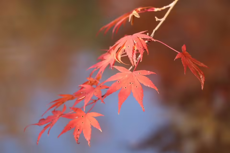 Herbstliche Wärme in Kärnten: Rekordwerte und sonnige Tage