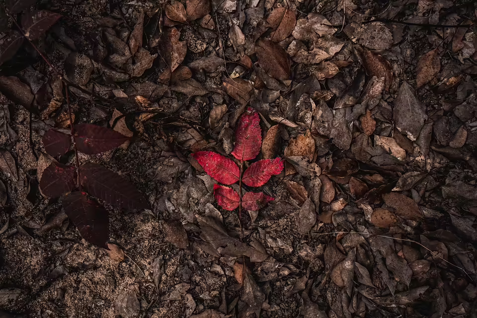 Herbstliche Wohnideen: So schaffen Sie Gemütlichkeit in jedem Raum