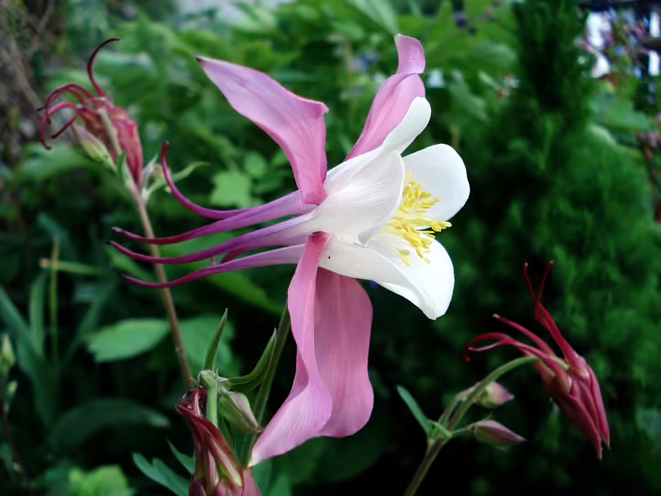 Herbstzauber in der Stillensteinklamm: Farbenfrohe Impressionen zum Feiertag