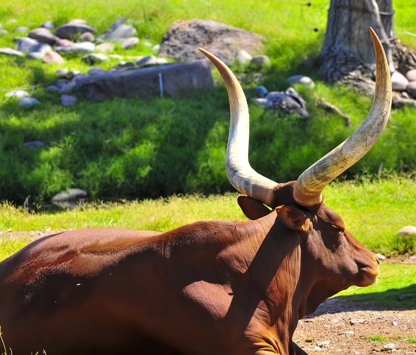 Herzenswünsche in Horn: Gemeinsam Weihnachten schenken