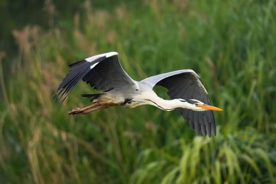 Horn: Lions Club spendet 10.000 Euro für Hochwasseropfer