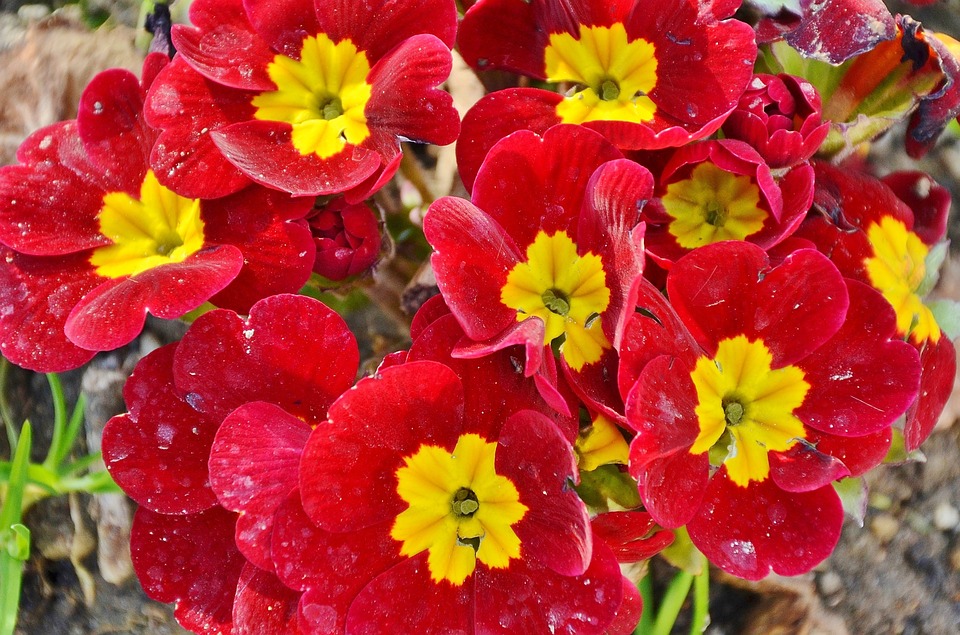 Hubertusmesse: Dank an die Jägerschaft für Natur und Sicherheit