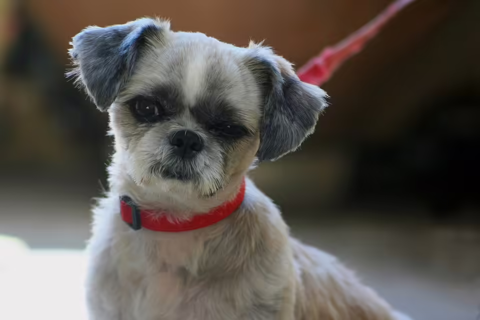 Humor und Lebensfreude: Jubiläum der Clowndoctors im Salzburger Landeskrankenhaus