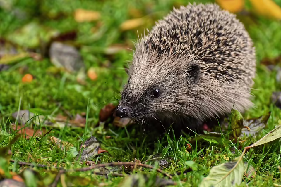 Igel in Not: Tierschutzverein öffnet Pforten für hilfsbedürftige Tiere