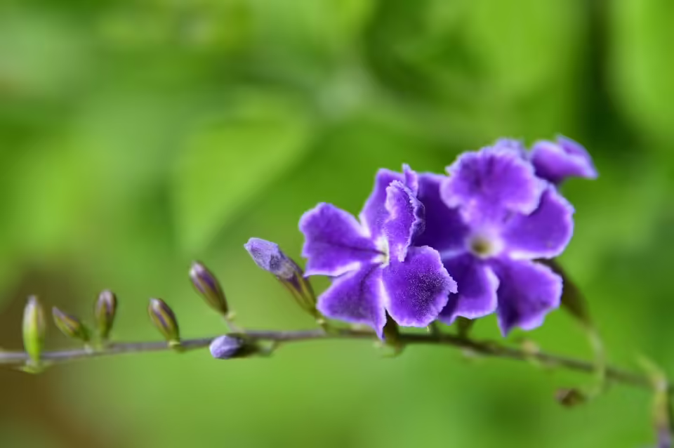 Israeli Luftangriffe fordern über 40 Tote im Libanon