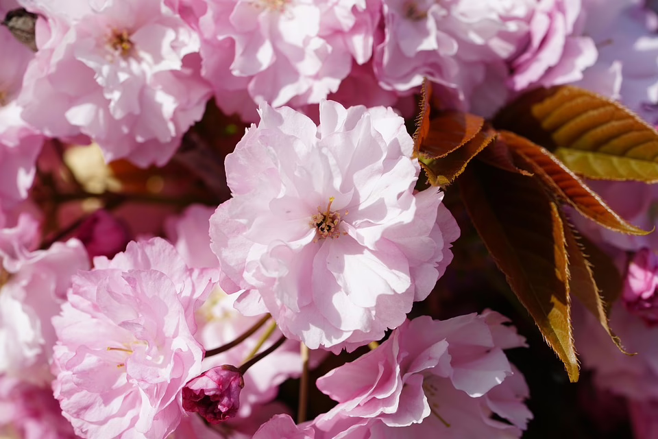 Japanische Prinzessin Yuriko, ältestes Mitglied des Kaiserhauses, verstorben