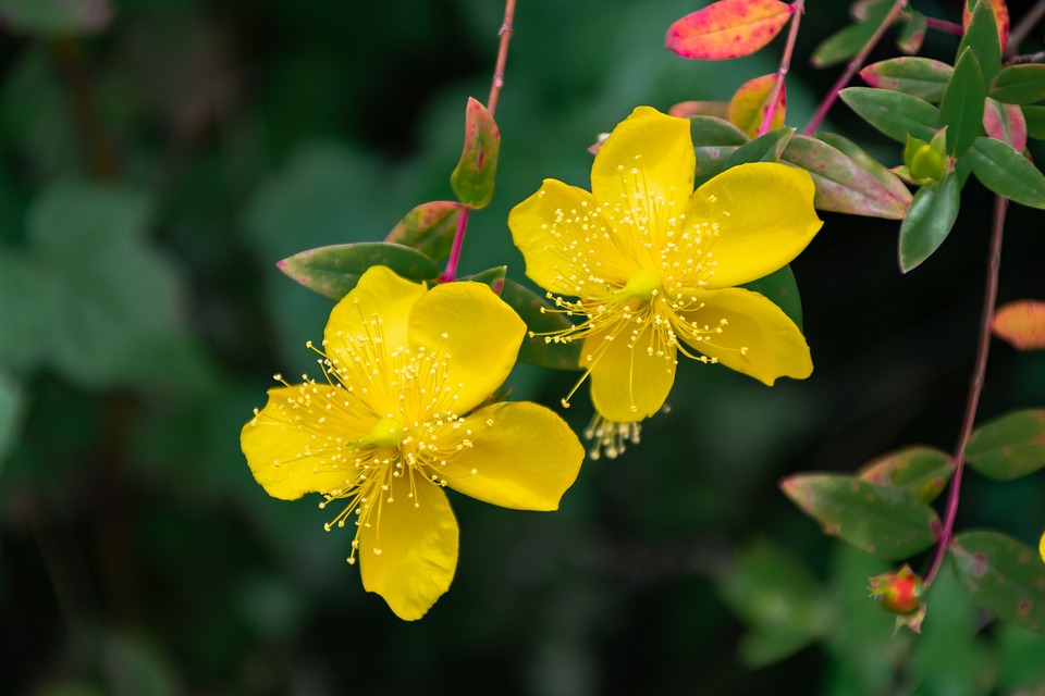 Johannes  Hofwochen: Drei Damen, ein Ziel - die große Liebe!