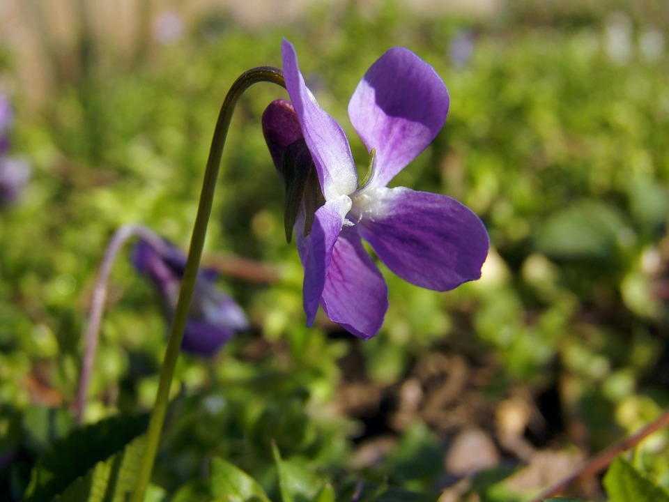 Judo-Finale in Reichraming: Leondinger Talente als Vize-Meister geehrt