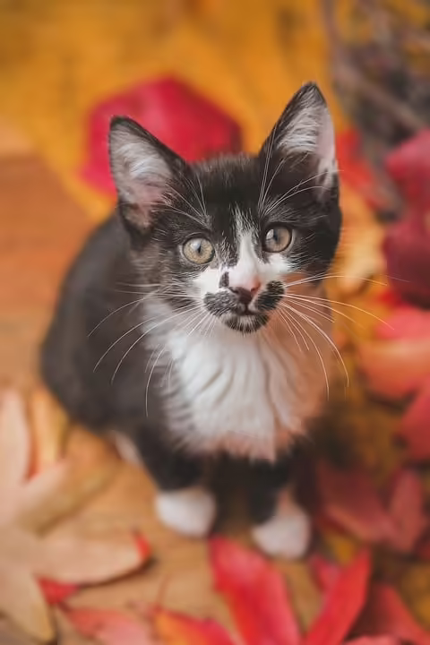 Junge Talente aus Linz-Land erhalten Dr.-Josef-Ratzenböck-Stipendien