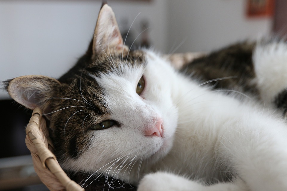 KAC schlägt Graz 4:0 – Ein Sieg voller Emotionen und Highlights