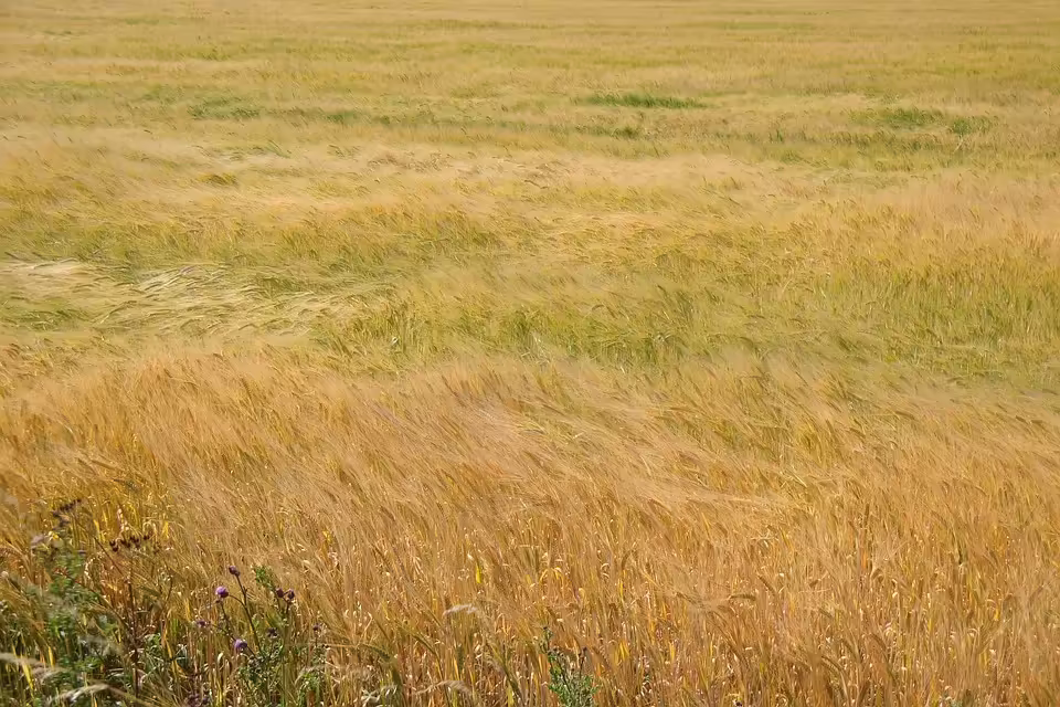 KPÖ gewinnt Schwung im Wahlkampf: Unterstützung aus Graz und Innsbruck