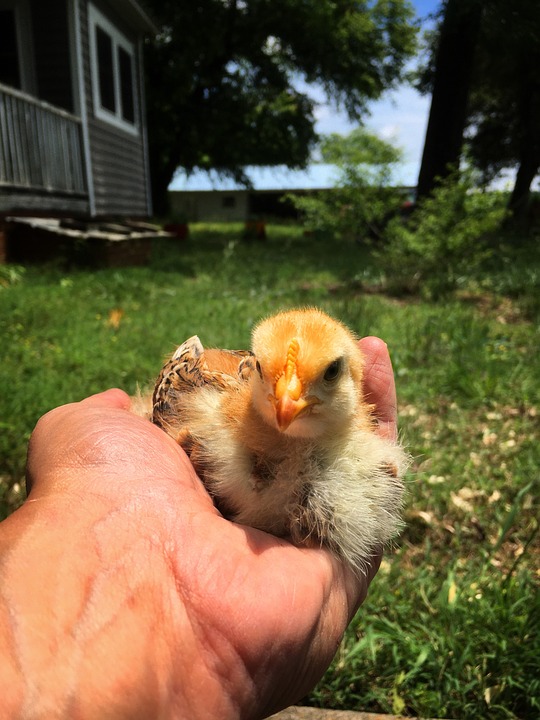 Kärnten stärkt die Pflegenahversorgung: Community-Nurses bleiben erhalten!