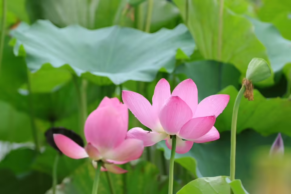 Kirtag in Nebersdorf: Ein Fest voller Freude und Musik