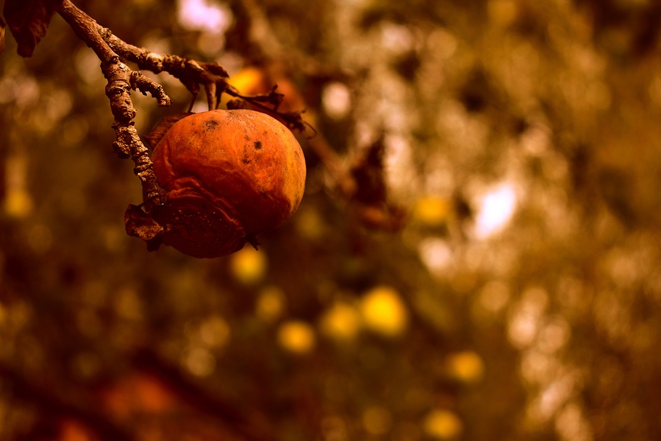 Klagenfurt verwöhnt Schokoladenfans: Dubai Schokolade bei Kenny s!