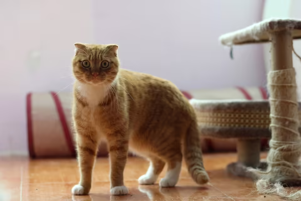 Klangvolle Ehrungen: Das große Konzert des Musikvereins Pabneukirchen